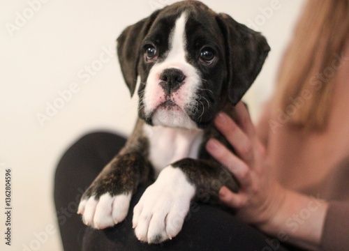 Beautiful cute funny  little brindle boxer puppy with white marks is posing inside in studio, nice portrait