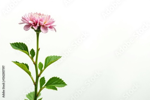 Dusty miller plant isolated on white background, dusty miller, plants
