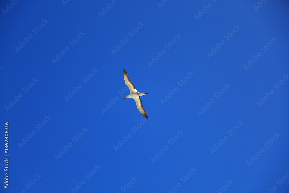 Muriwai Gannet Colony is located Muriwai Beach on the west coast of the Auckland Region in the North Island of New Zealand. Muriwai Gannet Colony is located Muriwai Beach on the west coast of the Auckland Region in the North Island of New Zealand.