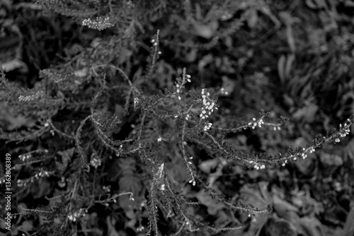 Photo d'une branche de bruyere isolee sur un fond monochrome