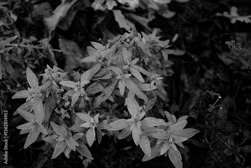 Photo de fleurs isolees prise sur un fond d'arriere-plan monochrome