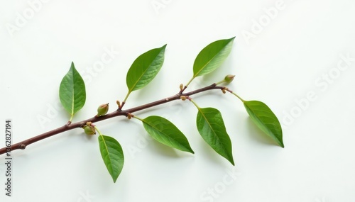 Thin branch with buds and leaves on a plain white surface, foliage, branches