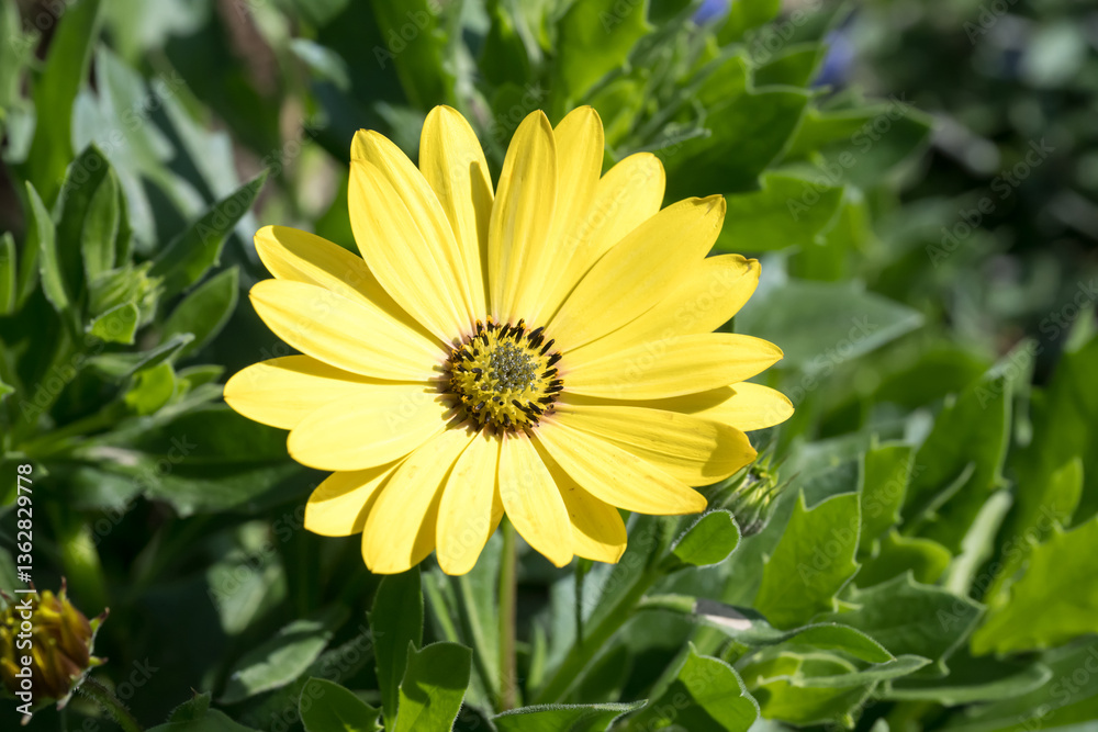 Beautiful blue-eyed daisy flower. Beautiful blue-eyed daisy flower.