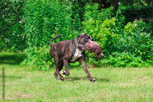 Beautiful brindle boxer dog is playing outside with a big toy on the green grass