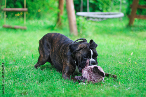 Beautiful brindle boxer dog is playing outside with a big toy on the green grass