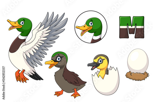 Mallard duck cartoon evolving from egg to adult