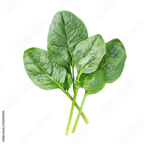 Fresh Spinach Leaves Closeup. (1)