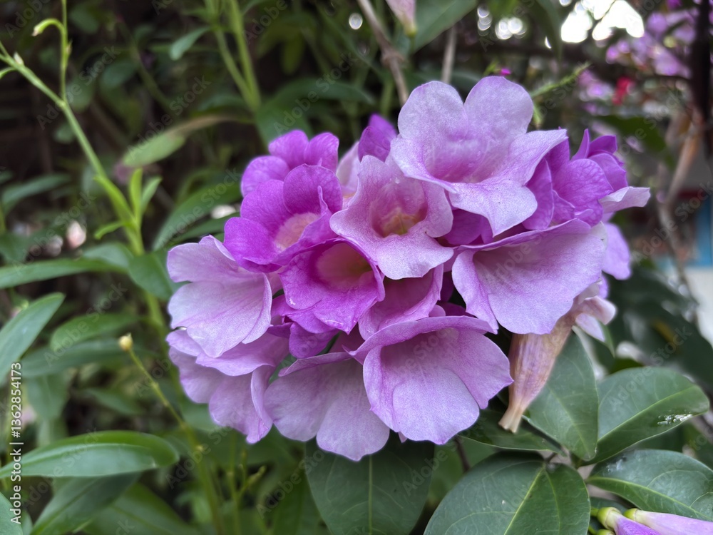 close up of clytostoma flower plant, beautiful purple blooming flower with natural background close up of clytostoma flower plant, beautiful purple blooming flower with natural background