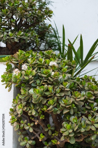 Vibrant jade plant with white flowers in lush garden setting