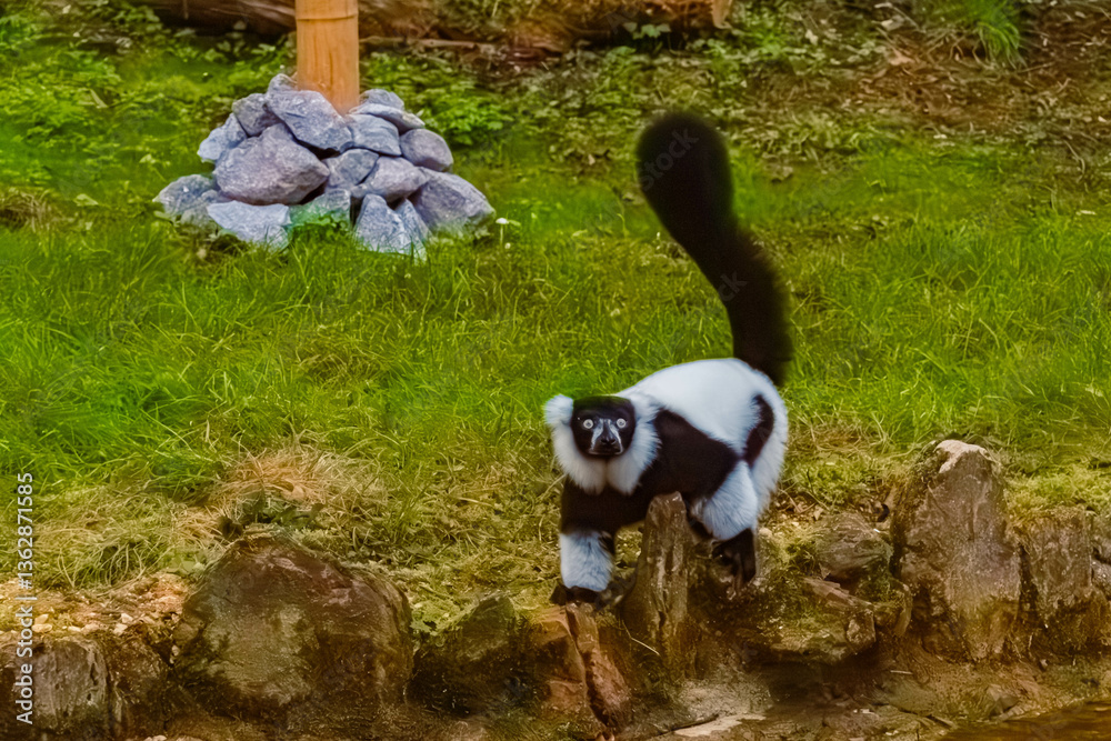 Fototapeta premium Varecia variegata, black-and-white ruffed lemur, on a sunny summer day