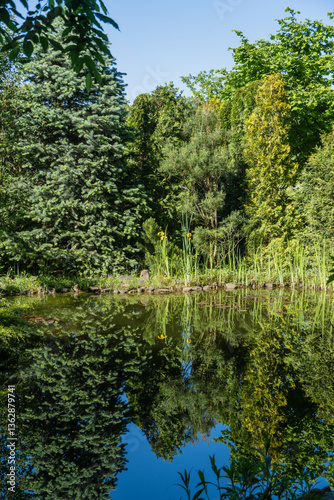 View of sunny pond with yellow iris flowers on shady bank. Magic Pond is located in evergreen landscaped garden. Spruce, thuja and other evergreens on shore are reflected in water surface of pond. photo