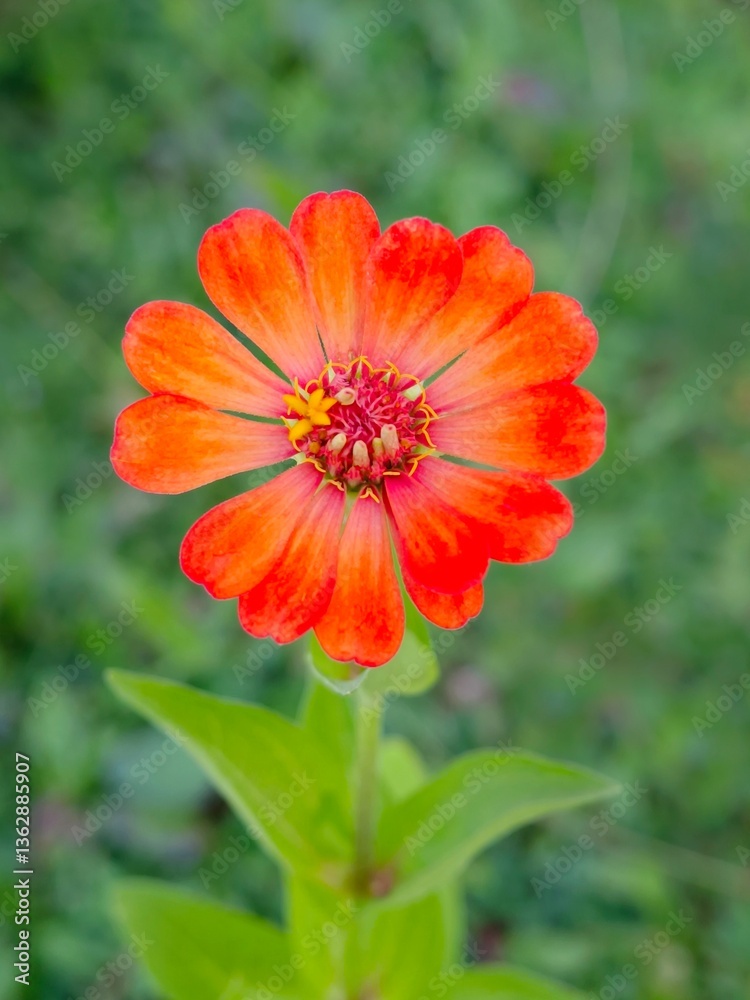 Orange Common zinnia flower in the garden Orange Common zinnia flower in the garden