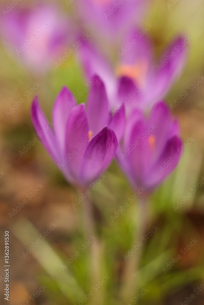 Close up of purple crocus (Crocus sativus) flower Close up of purple crocus (Crocus sativus) flower