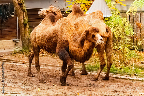 Camelus bactrianus, bactrian camel, on a sunny day in summer
