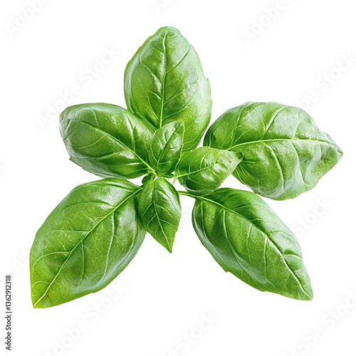 Fresh Green Basil Sprig. (1)