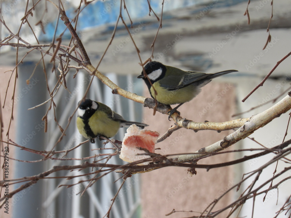 Naklejka premium great tit parus major