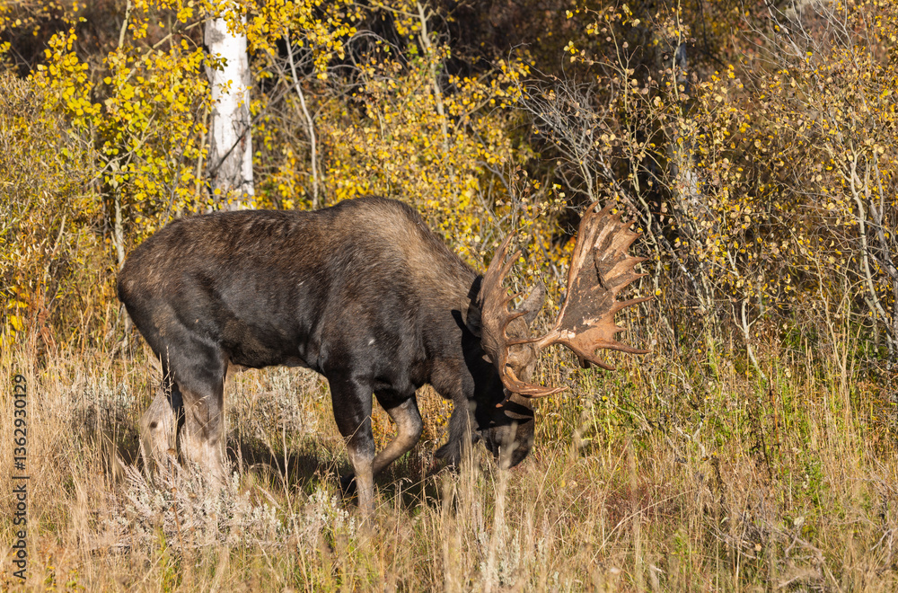 Bull Moose Rutting in Autumn in Grand Teton National Park Wyoming Bull Moose Rutting in Autumn in Grand Teton National Park Wyoming