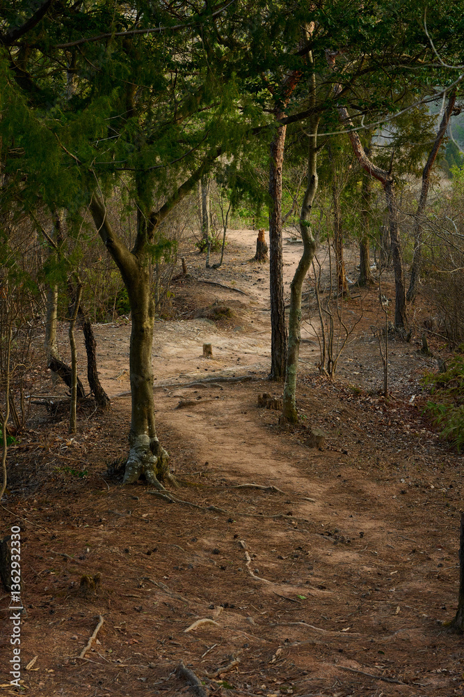 美しい森の登山道