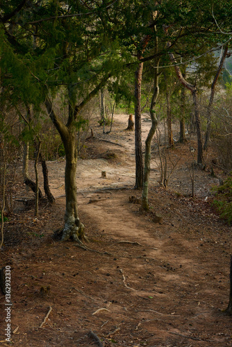 Obraz na płótnie 美しい森の登山道 w salonie