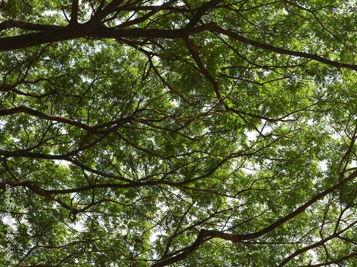 Green Canopy of Lush Tree Branches with Vibrant Leaves Creating a Natural Roof, Sunlight Filtering Through Foliage, Perfect for Nature Backgrounds