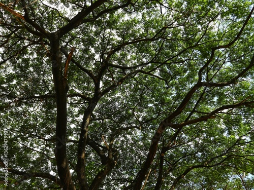 Green Canopy of Lush Tree Branches with Vibrant Leaves Creating a Natural Roof, Sunlight Filtering Through Foliage, Perfect for Nature Backgrounds