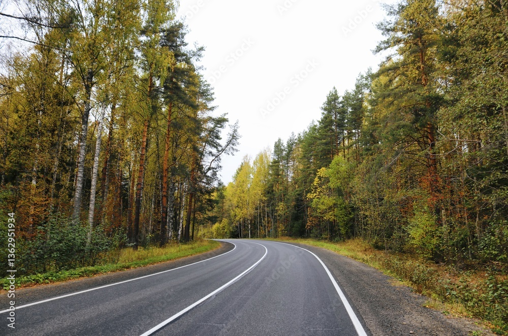 Fototapeta premium road in autumn forest