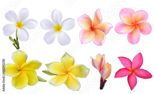 white ;pink yellow;Plumeria, frangipani flowers ;hawai flower isolated on  transparent.