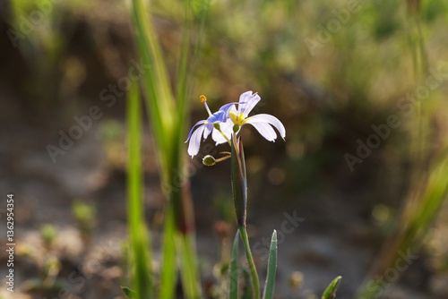 Принти на полотні Swordleaf blue-eyed grass closeup in bloom showing wildflower in Texas landscape during spring season