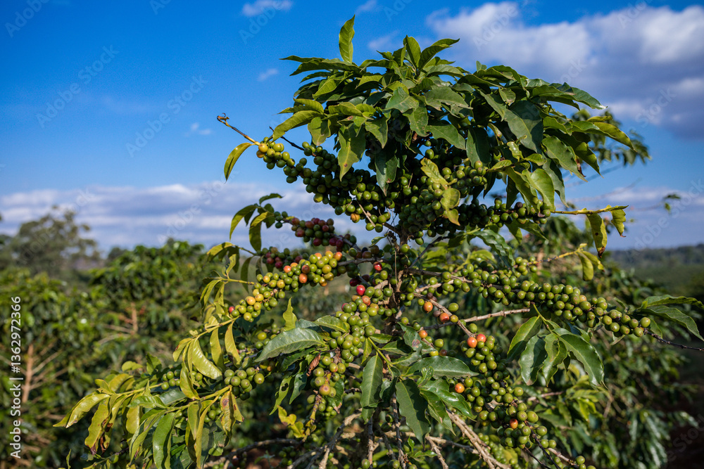 Fototapeta premium Coffee red breen berries cherries leaves plants field vegetaions meadows landscapes Kenya East Africa