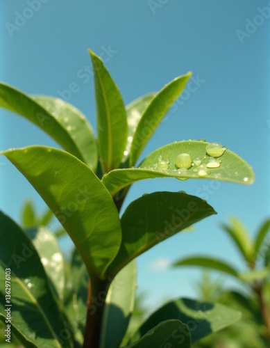 Wallpaper Mural A green leaf with water droplets on it against a blue sky Torontodigital.ca