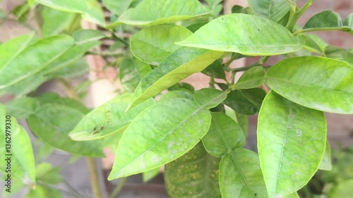 Wallpaper Mural Sapodilla Green leaves with Dew Close up shot Nature 4k Footage Torontodigital.ca