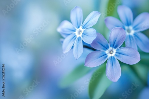 Serene floral portrait of delicate blue phlox flowers in soft focus capturing the essence of spring bloom and natural beauty with a dreamy aesthetic