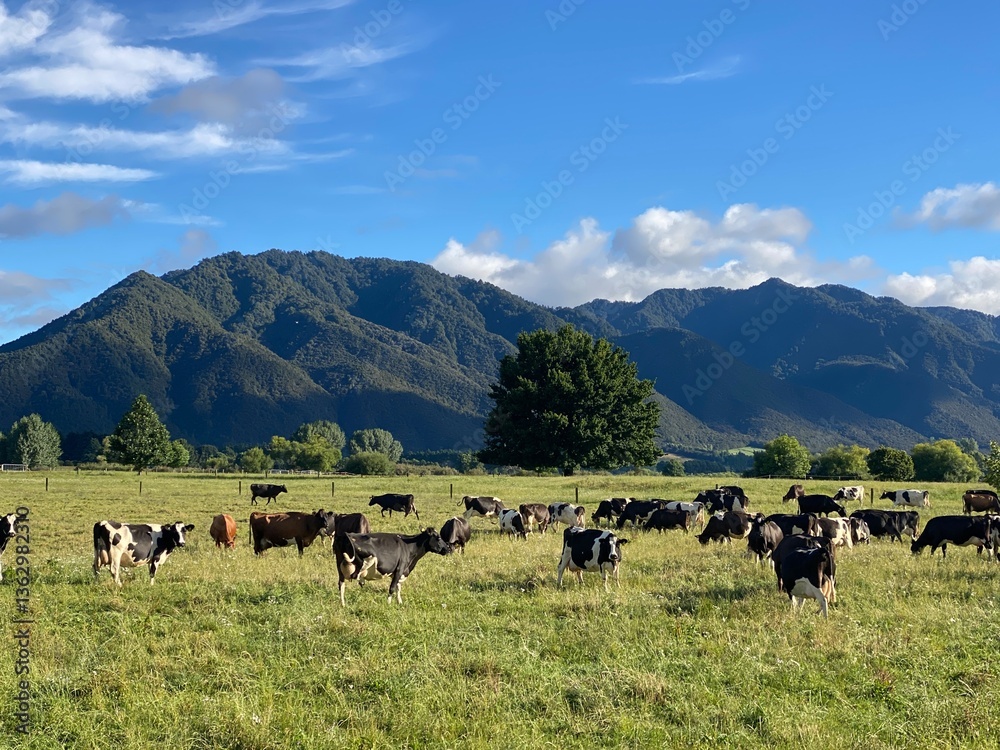 herd of cows