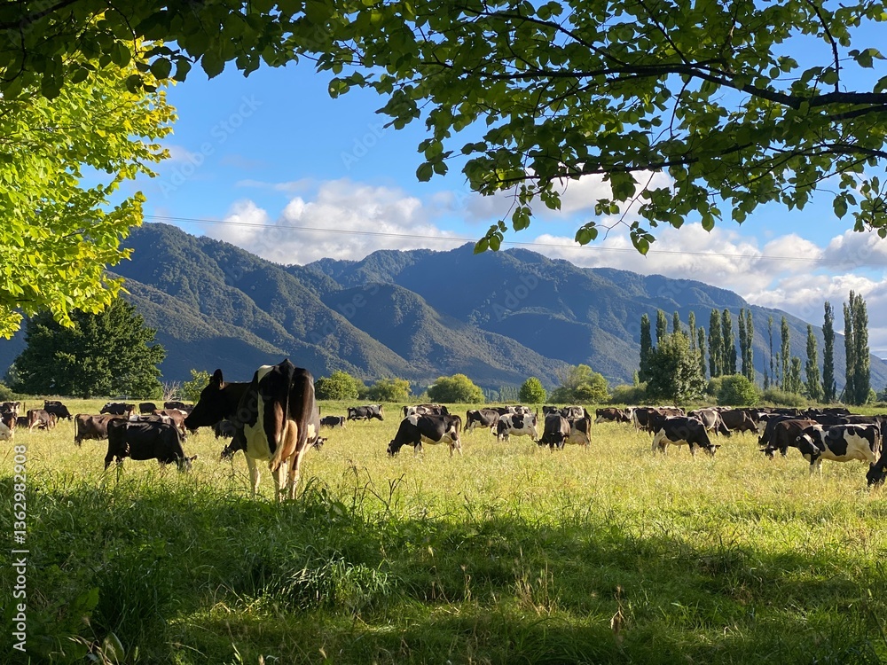 herd of cows