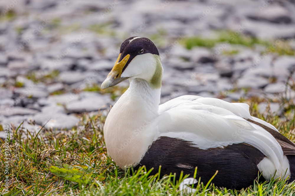 Fototapeta premium Eiderente in Island