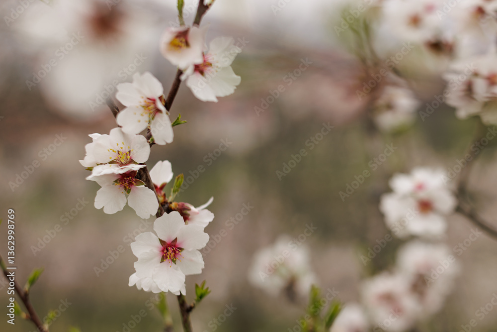 Almond tree blossoming in petrin gardens, prague, in march copy space Almond tree blossoming in petrin gardens, prague, in march copy space