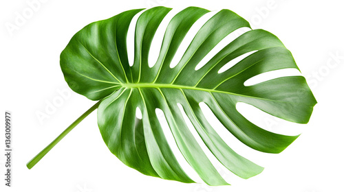 Vibrant Monstera Leaf with Detailed Texture