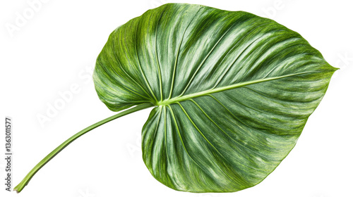 Vibrant Monstera Leaf with Detailed Texture