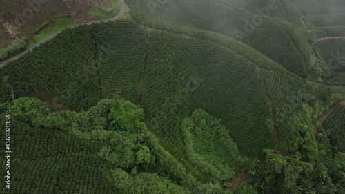 Tomas aéreas de cafetales en colombia