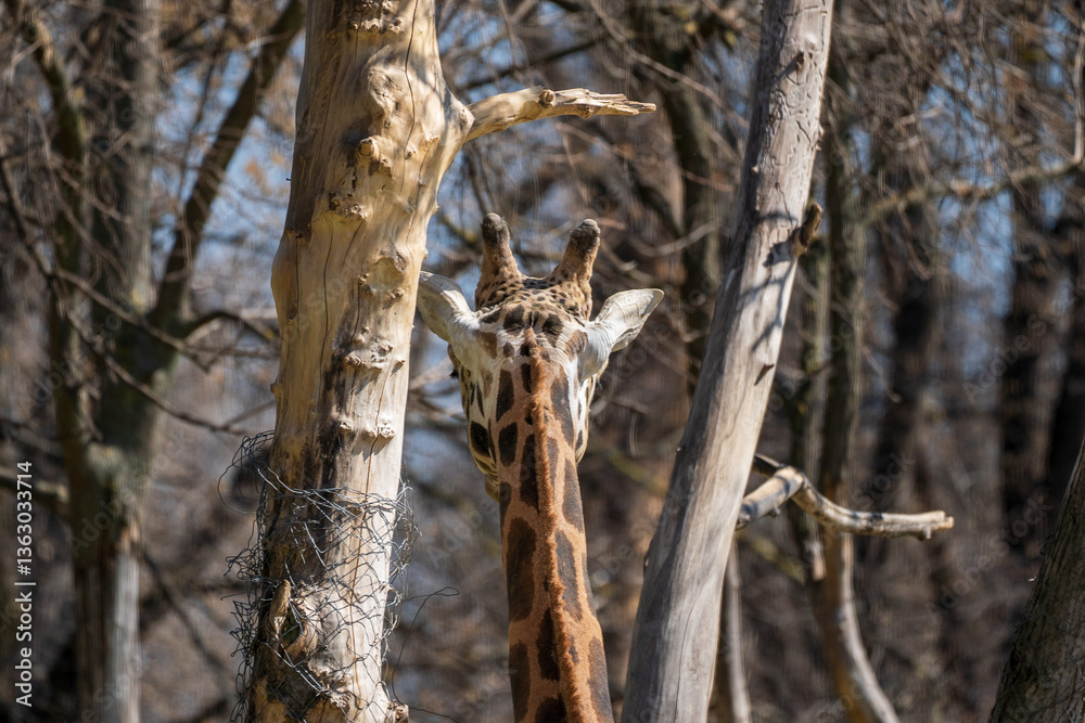 Find the Intruder – Shy Giraffe Blending into Nature Find the Intruder – Shy Giraffe Blending into Nature