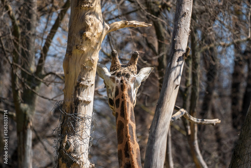 Find the Intruder – Shy Giraffe Blending into Nature