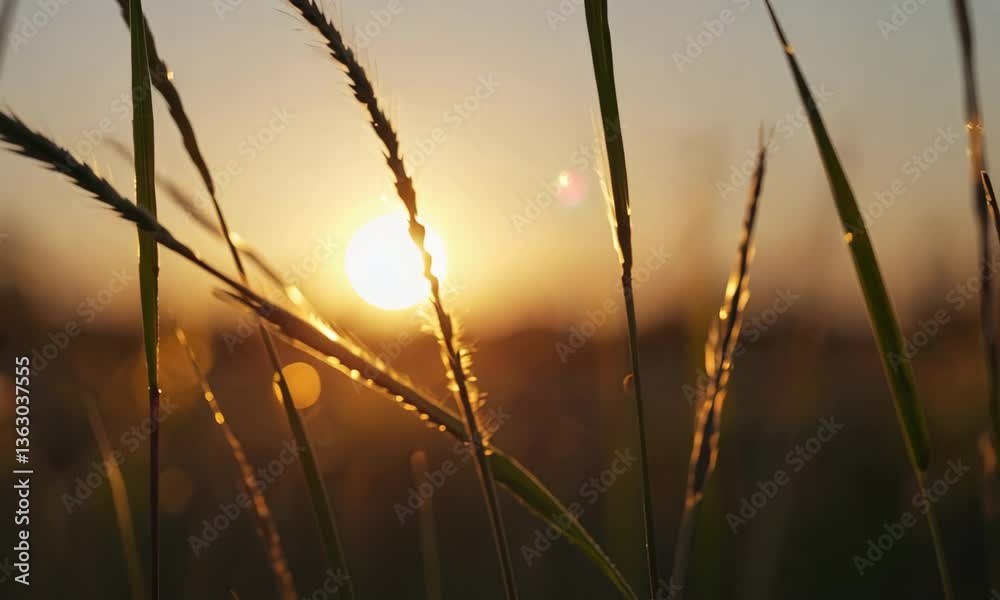 sunset in the field sunset in the field
