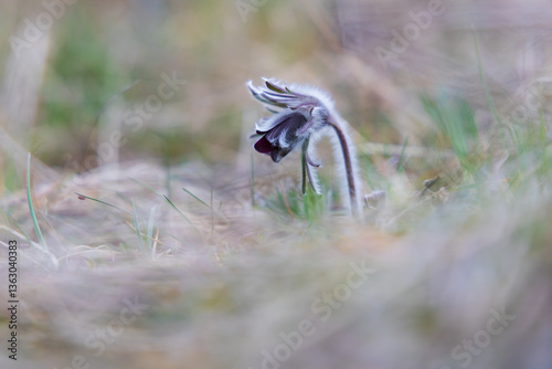 Spring purple flower in the meadow - Pasqueflower - Pulsatilla pratensis at sunset