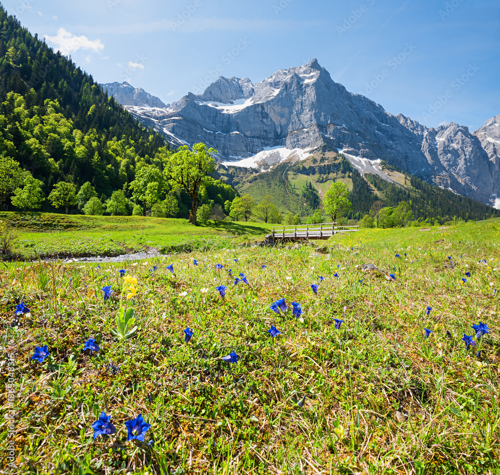 Ahornboden valley at springtime, blooming gentian and Karwendel alps, austria tyrol