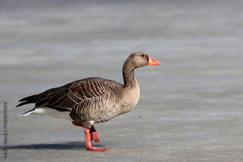 Fototapeta premium Greylag goose