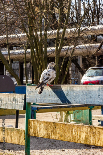 white-black pigeon, sits on a wooden fence, street, city, trees, spring, buds , cars, sunny day, 