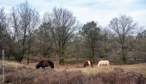 Obraz na płótnie grazing horses nature reserve area posbank near arnhem in the netherlands on dull winter day w salonie