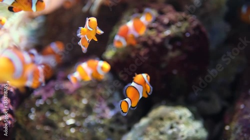 Colorful blue tang and clownfish swimming among corals and rocks in a vibrant tropical saltwater aquarium.