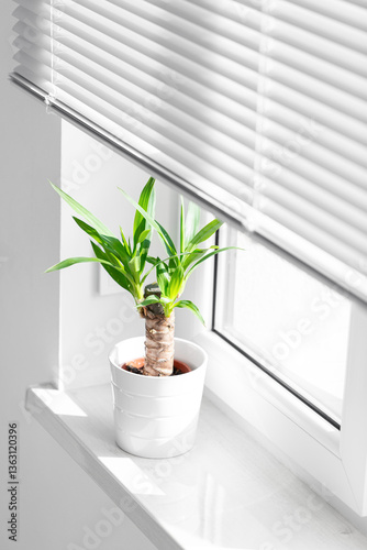 A potted yucca plant on a windowsill. The window is covered with white blinds, and the view outside on sity