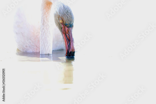 Close up of a pink flamingo through misty grey water photo